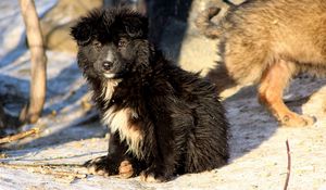 Превью обои щенки, собаки, пара, снег