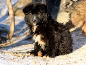 Превью обои щенки, собаки, пара, снег