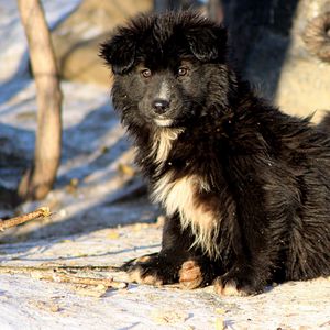 Превью обои щенки, собаки, пара, снег