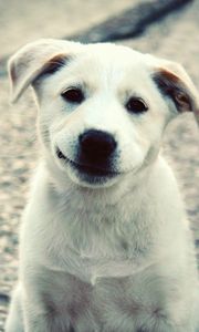Превью обои щенок, белый, лабрадор, улыбка, милый