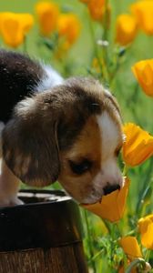 Превью обои щенок, бигль, пятнистый, трава, цветы, бочка
