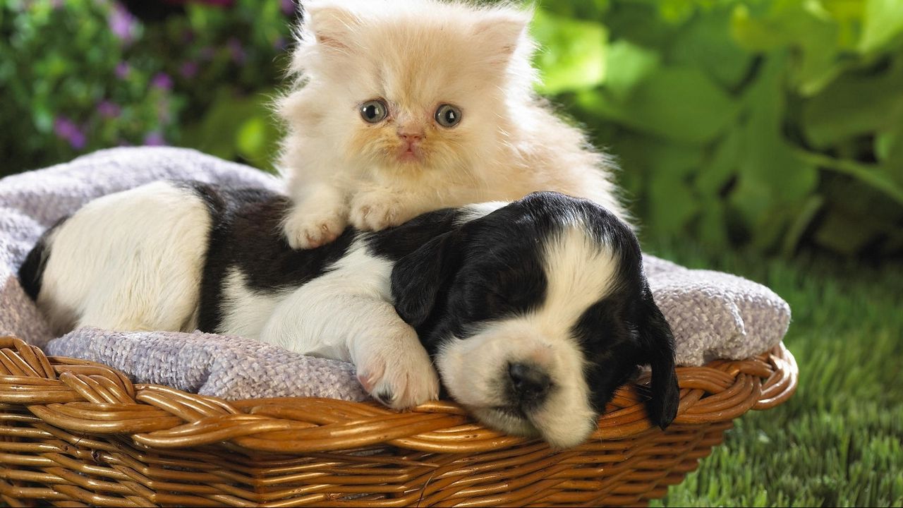 Обои щенок, котенок, корзина, трава, цветы, дружба, лежать