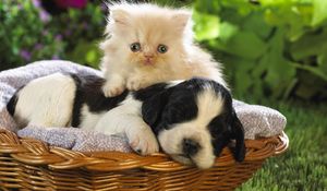 Превью обои щенок, котенок, корзина, трава, цветы, дружба, лежать