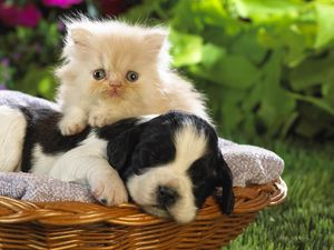 Превью обои щенок, котенок, корзина, трава, цветы, дружба, лежать