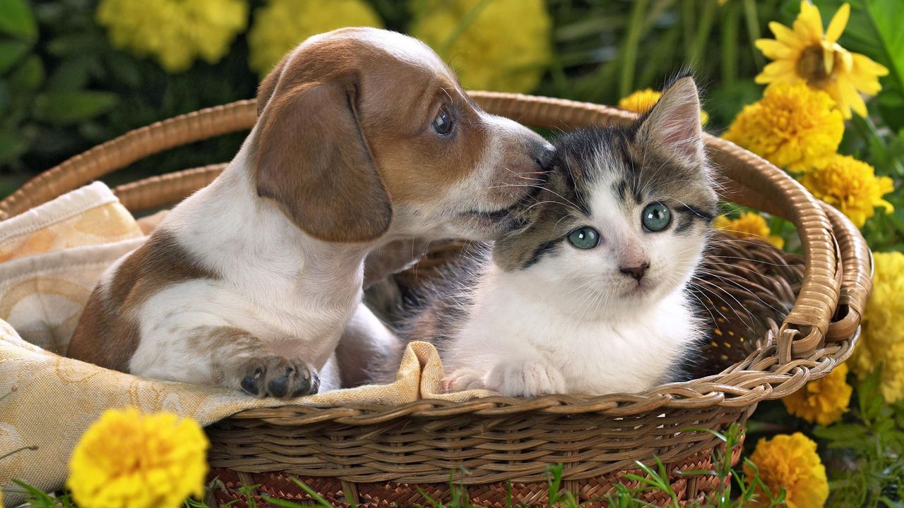 Обои щенок, котенок, корзина, цветы, дружба