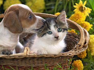 Превью обои щенок, котенок, корзина, цветы, дружба