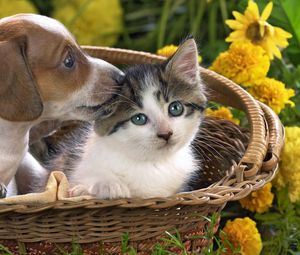 Превью обои щенок, котенок, корзина, цветы, дружба