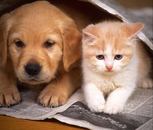 Превью обои щенок, котенок, пара, дружба, газета, прятаться