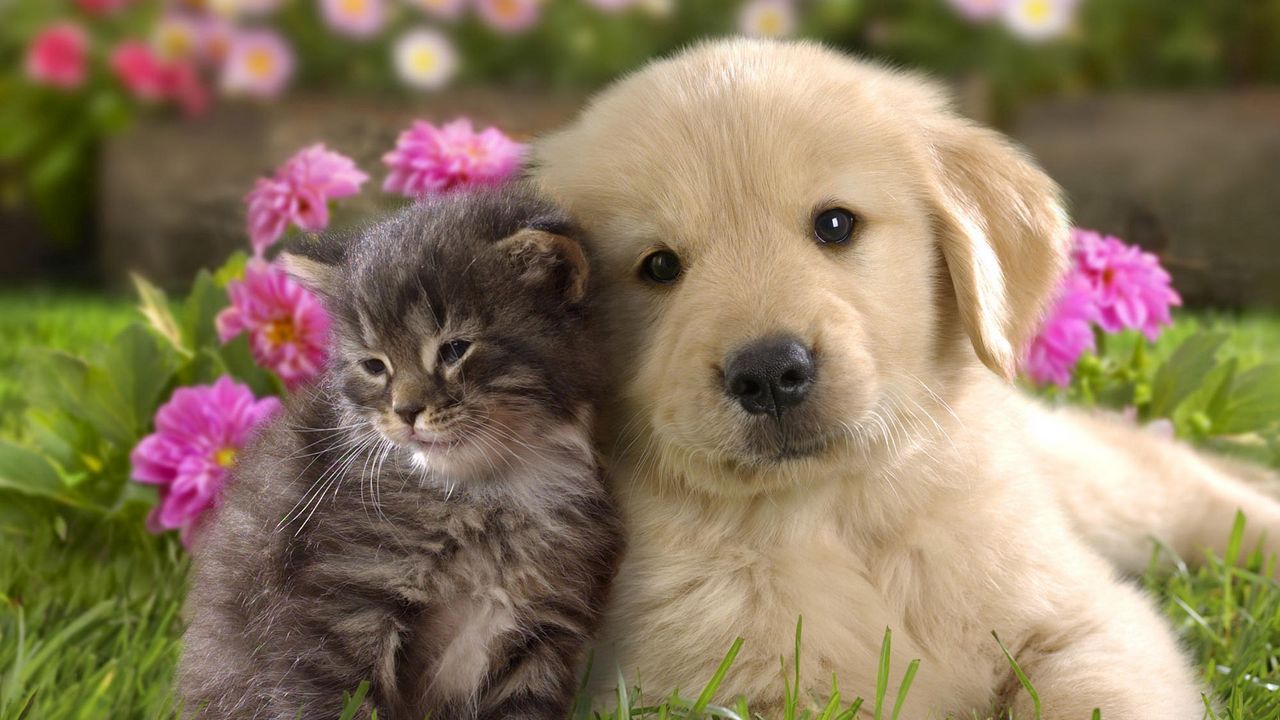 Обои щенок, котенок, трава, цветы, пара, дружба