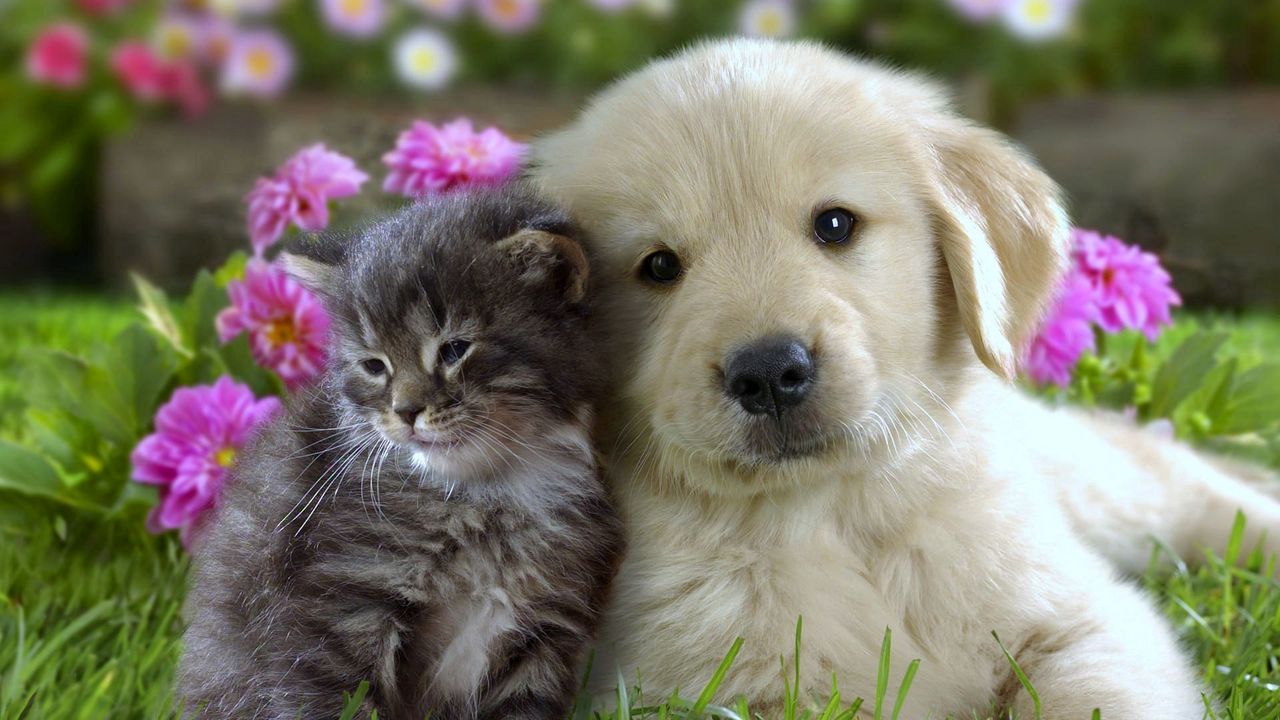 Обои щенок, котенок, цветы, трава, морда