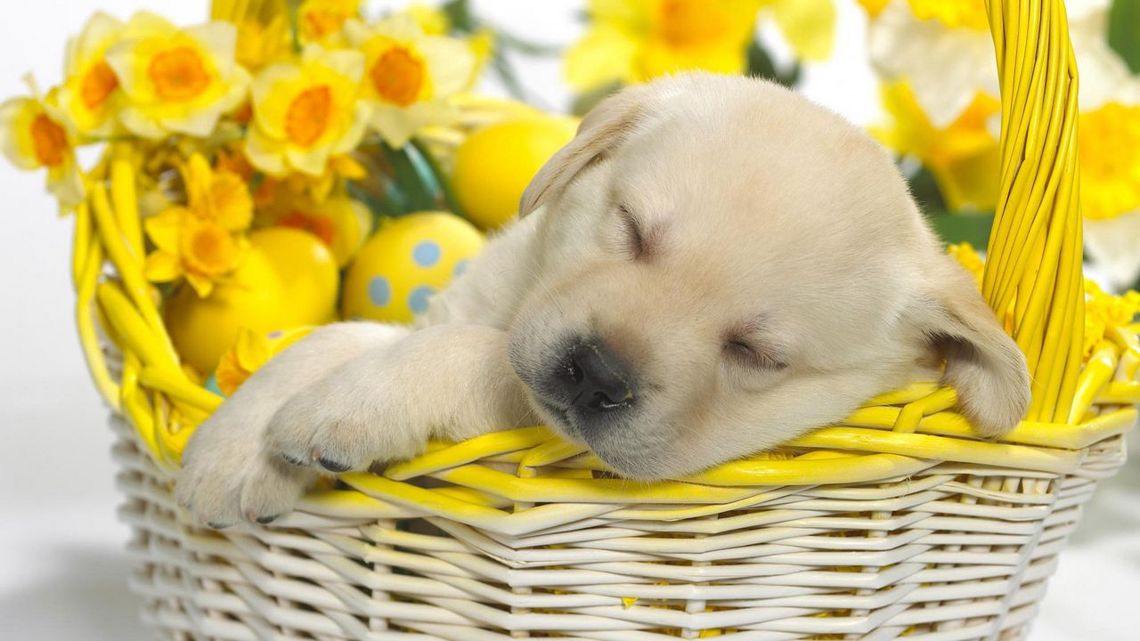 Обои щенок, лабрадор, сон, корзина, яйца, цветы, пасха
