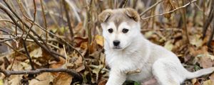 Превью обои щенок, листья, осень, собака