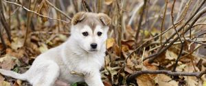 Превью обои щенок, листва, осень, игривый