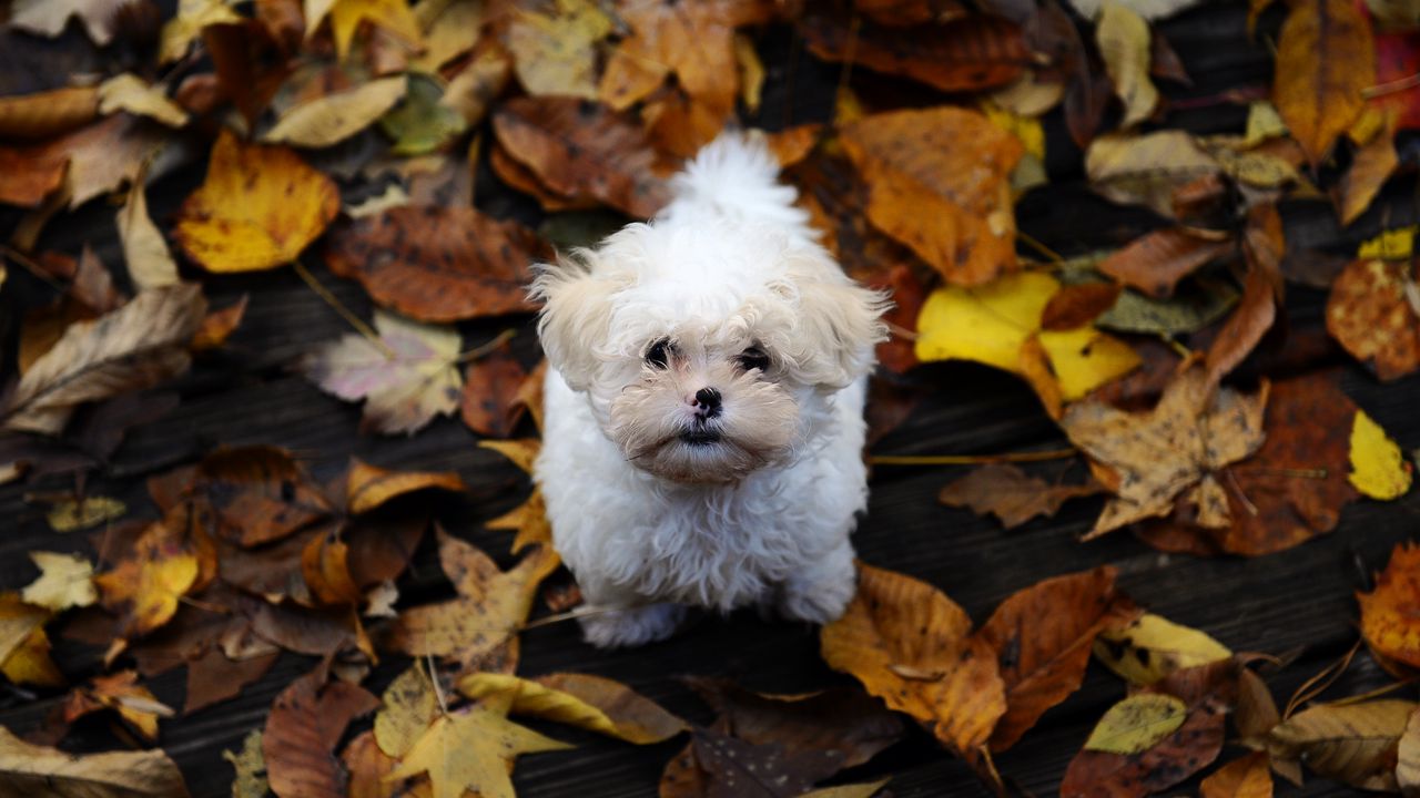 Обои щенок, пушистый, грязь, листья, осень