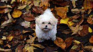 Превью обои щенок, пушистый, грязь, листья, осень