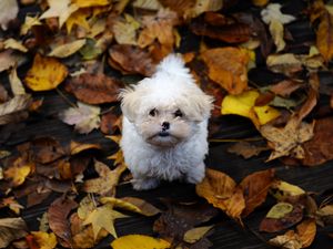 Превью обои щенок, пушистый, грязь, листья, осень