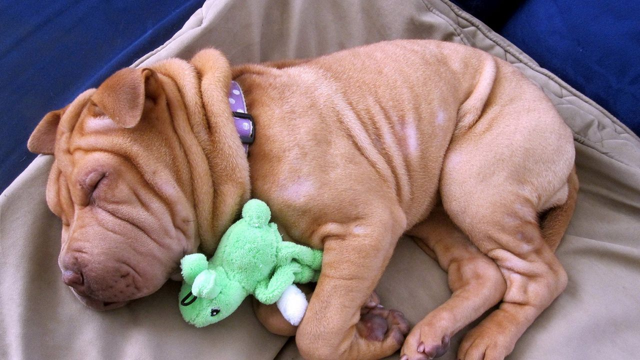 Обои щенок, шарпей, сон, игрушка, лежать