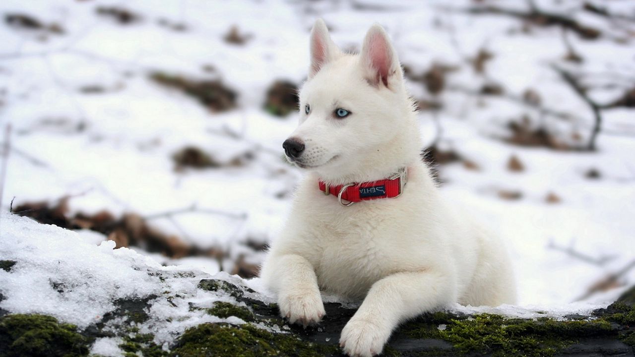 Обои щенок, снег, ошейник, собака, хаска, бревно, мох