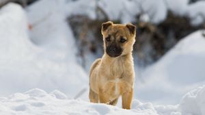 Превью обои щенок, снег, прогулка, ожидание, любопытство, породистый