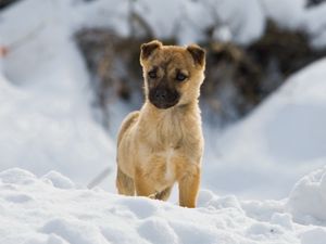 Превью обои щенок, снег, прогулка, ожидание, любопытство, породистый