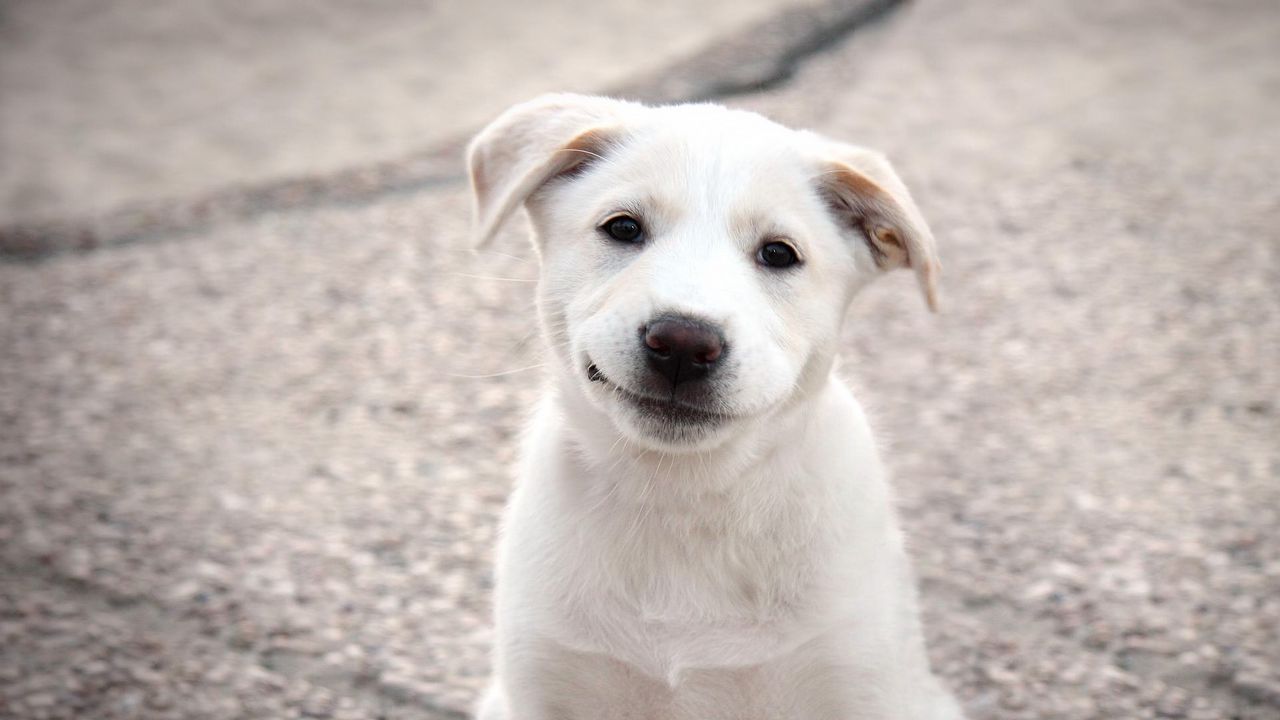 Обои щенок, собака, белый, улыбка
