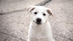 Превью обои щенок, собака, белый, улыбка