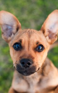 Превью обои щенок, собака, морда