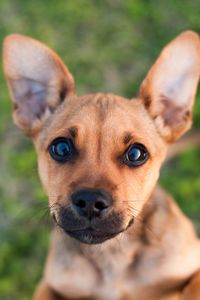 Превью обои щенок, собака, морда