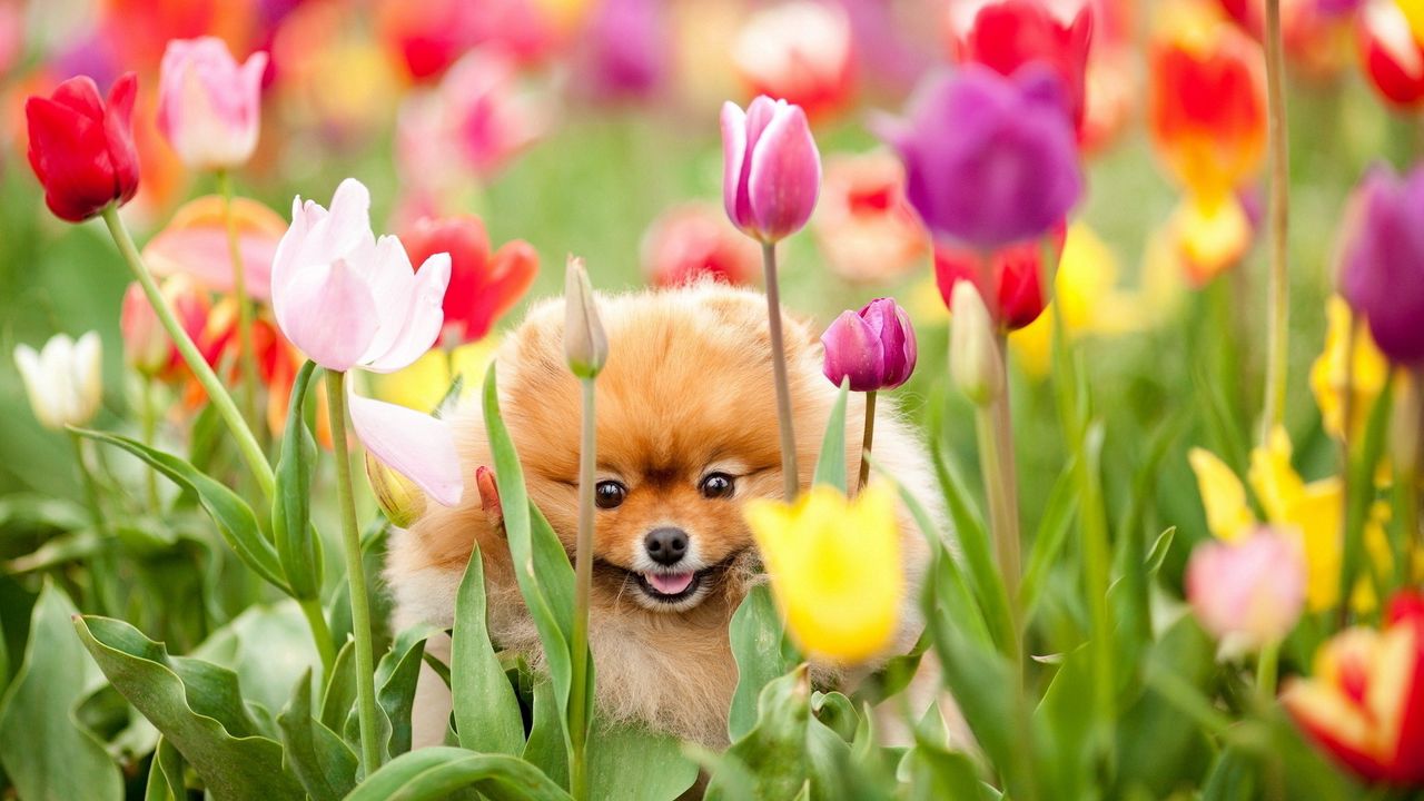 Обои щенок, собака, поле, цветы, тюльпаны