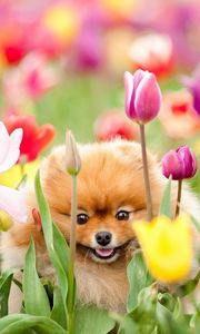 Превью обои щенок, собака, поле, цветы, тюльпаны