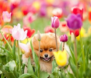 Превью обои щенок, собака, поле, цветы, тюльпаны