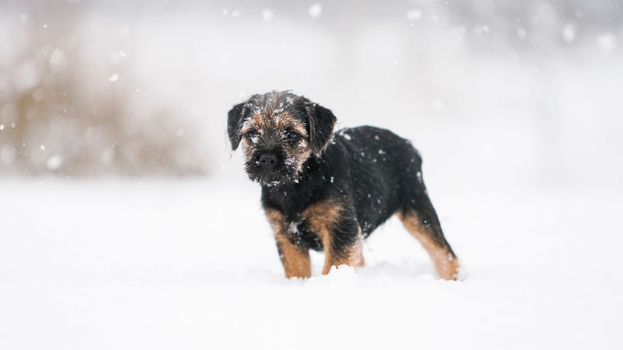 Обои щенок, собака, снег, питомец