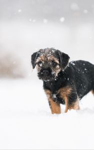 Превью обои щенок, собака, снег, питомец