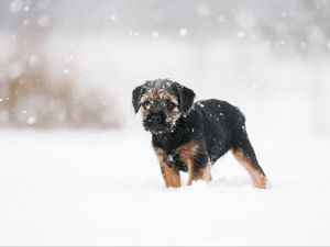 Превью обои щенок, собака, снег, питомец