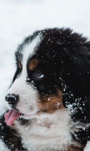 Превью обои щенок, собака, высунутый язык, снег