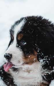 Превью обои щенок, собака, высунутый язык, снег