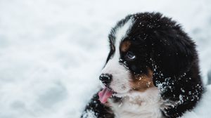 Превью обои щенок, собака, высунутый язык, снег