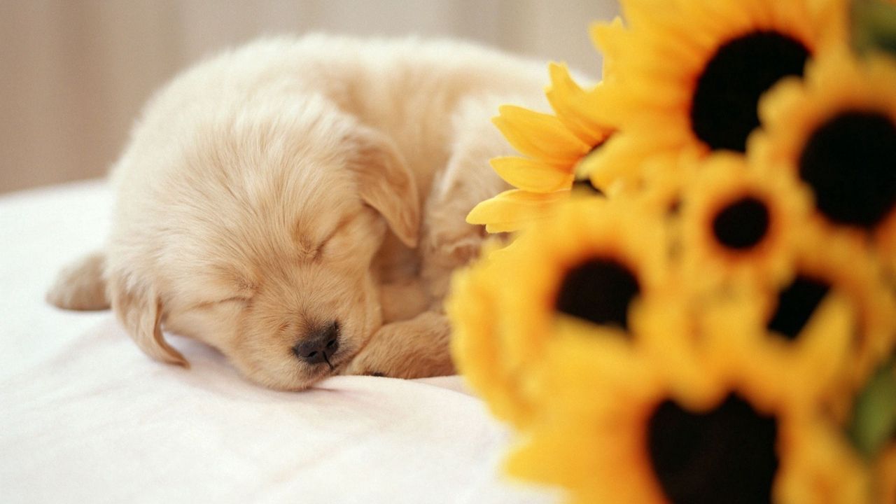 Обои щенок, сон, сладкий, цветы, букет