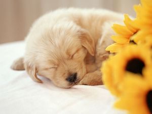 Превью обои щенок, сон, сладкий, цветы, букет