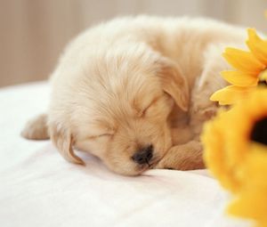 Превью обои щенок, сон, сладкий, цветы, букет