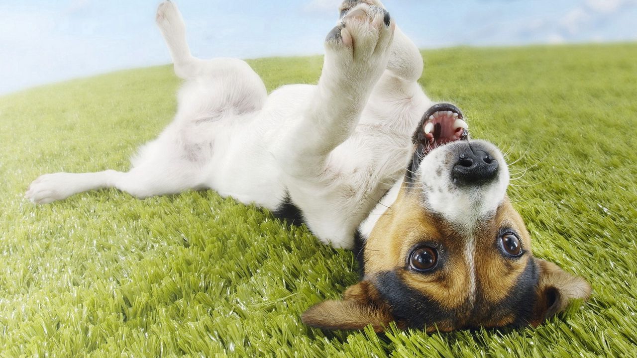 Обои щенок, трава, лежать, игривый