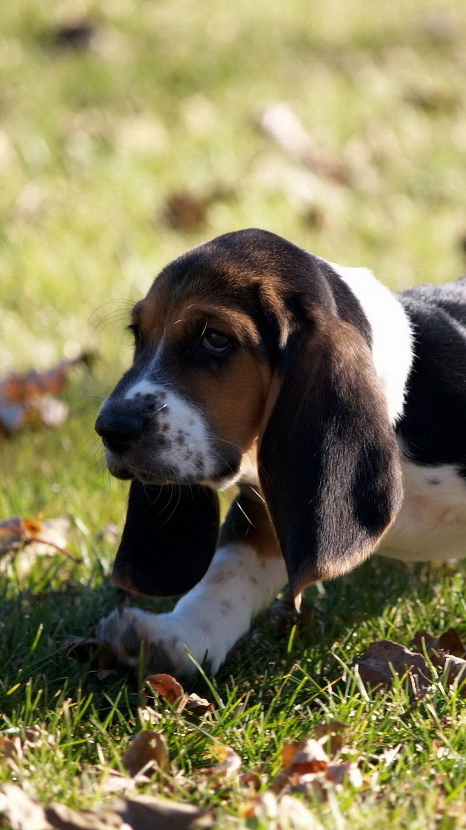 Собака страница. Falkenberg pups for free.