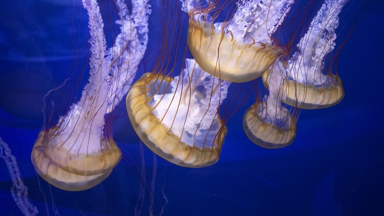 Обои щупальца, медузы, подводный мир, синий фон