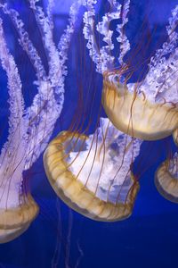 Превью обои щупальца, медузы, подводный мир, синий фон