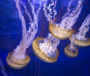 Превью обои щупальца, медузы, подводный мир, синий фон