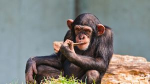 Превью обои шимпанзе, маленький, сидеть