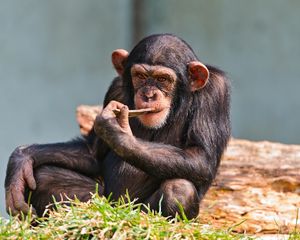 Превью обои шимпанзе, маленький, сидеть
