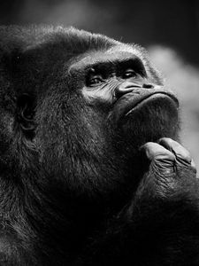 Превью обои шимпанзе, обезьяна, морда, темный