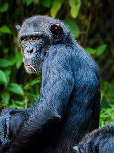 Превью обои шимпанзе, обезьяна, шерсть, сидеть