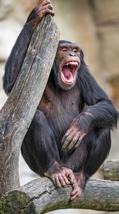 Превью обои шимпанзе, обезьяна, животное, ветка, природа